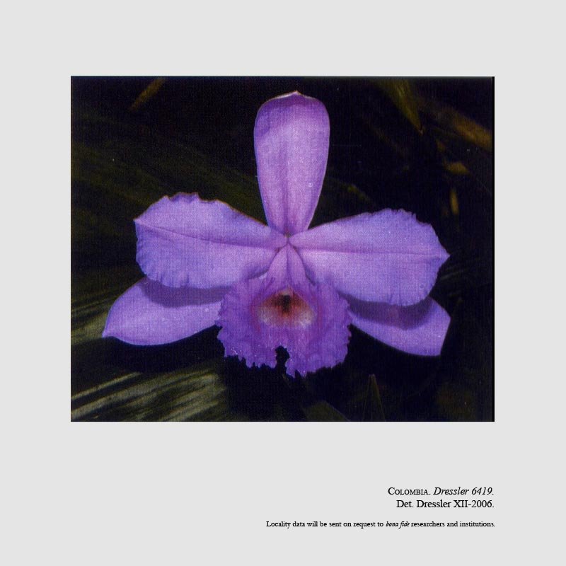 Sobralia andreae